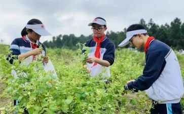 综合实践课教案模板5篇