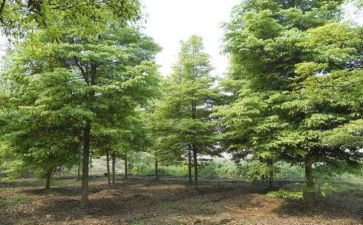 小学植树心得体会7篇