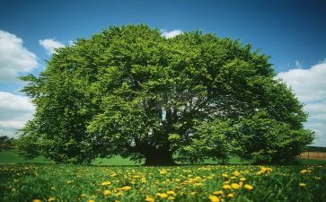 小学实植树节活动总结6篇