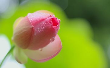 谁来了小班教案5篇