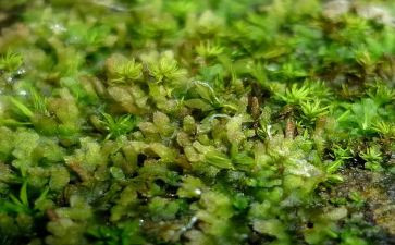 苔的读后感500字参考8篇