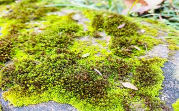 苔的读后感500字推荐5篇