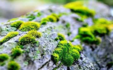 《苔》读后感作文800字精选5篇