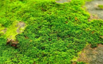 苔的读后感500字模板8篇