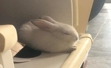 朝花夕拾兔和猫心得体会精选8篇