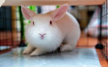 猫日记蓝色的兔耳朵草读后感8篇