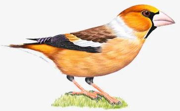 我变成小鸟作文300字5篇