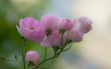 我依然——作文推荐6篇