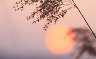 骆驼祥子读600字读后感8篇