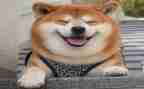 作文我的笑400字作文精选5篇