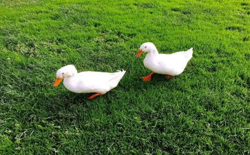大鸭子小鸭子小班教案8篇