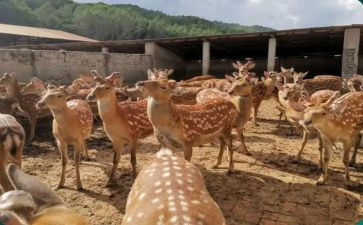 村养殖调研报告5篇