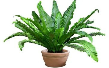 植物作文200字推荐7篇