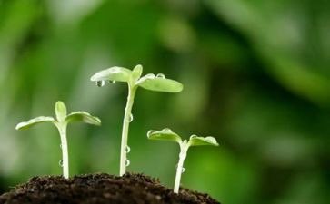 人是一颗种子作文最新5篇